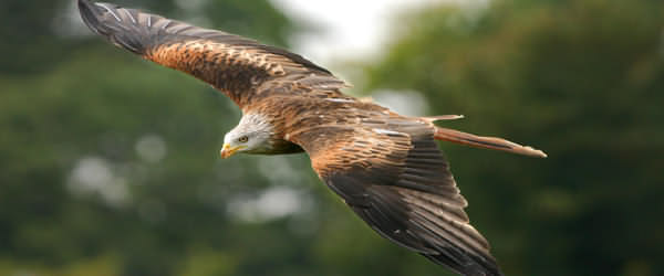 The bird of Wales is without question the Red Kite. For many years the only ones in Great Britain were the handful clinging on, and only just, in a few remote Welsh valleys.
