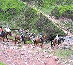 trails vary in length and complexity, and we can offer something to suit almost everyone's horse riding holiday needs