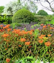 Veddw is a private garden open to the public, owned by Anne Wareham, garden writer, and Charles Hawes
