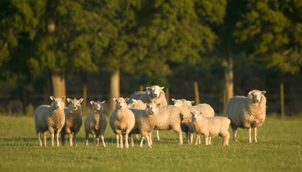 Farm Stays in the Brecon Beacons and surrounding regions.